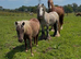 Kids Silver Dapple Shetland Mare Standard Size