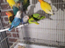 Lovebirds