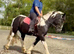 Beautiful 15.1 31/2yr old piebald Irish Draught x Cob Gelding