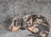 Dashund pups