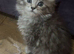 Maine Coon kittens. Mother is TICA registered.