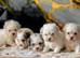 Malshi mini toy puppies