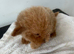 Poochon puppy's