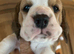 top world, champion,pedigree, lines, Beagle puppies