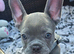 Beautiful French Bulldog puppies