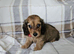 2 beautiful long haired mini dachshunds