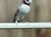 Cut throat finches