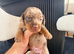 Kc miniature dachshund
