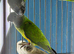 Babys Senegal parrots