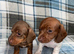 Miniature dachshund