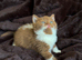 British shorthair kittens ready now