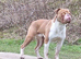Old Tyme Bulldogs