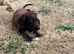Cockapoo puppies