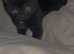 Female kitten