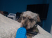 Toy phantom poodle