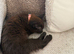 Brown female kitten