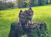 2 stunning female f3b pomskys