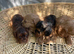 F1 B cavapoo puppies