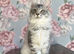 TICA Pedigree Maine Coon Kittens