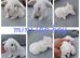 Mini lop babies available for reserve