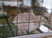 X12 Jumbo Courtinix Quail Hatching Eggs Available.