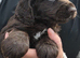 Cocker Spaniel puppies