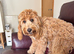 9 months girl cockapoo
