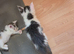 TICA REGISTERED STUNNING KITTENS