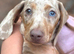 Miniature dachshund