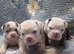 Oldeenglishbulldogs O.E.B