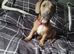Dachshund