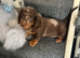 Chocolate merl Dauchshund