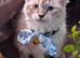 Gorgeous Siberian kittens