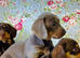 Miniature Dachshund puppies for sale