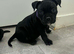 Last 2 girl ****Pocket bully puppies ready to leave now****