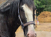 QUALITY 6yr old  registered Shire mare