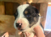 Border collie puppies