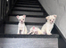 Amazing puppy's in hull