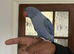 Baby violet Indian Ringneck for sale