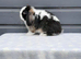 Stunning mini lop rabbit ready now