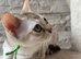 Stunning singapura kittens
