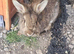 2 lionheads