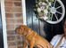 Dogue de bordeaux puppies