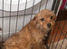 Jackapoo puppies