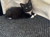 Kittens for sell