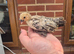 SABLEPOOT / BOOTED BANTAM GROWING PAIRS AND SPARE COCKERELS