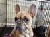 Dw kc registered French bulldog (female)