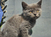 British blue shorthairs kittens pure pedigrees
