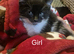 Beuitfull kittens ready for the forever home.