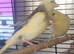 X4 Canaries 7 weeks old stunning colours £30 each